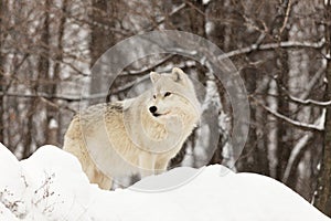 A lone Arctic Wolf in the woods