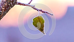 A lone autumn leaf covered with frost on a branch trees on a background of picturesque sky