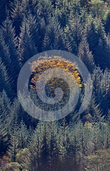 Lone autumnal Birch, surrounded by Sitka spruce trees.