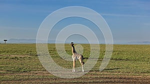 A lone baby giraffe stands on a dirt road in the African savannah.
