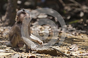 Lone baby monkey