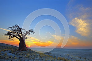 Lone Baobab sunset