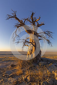 Lone Baobab Tree at Sunrise