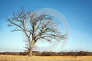 Lone Bare Branched Winter Tree in the Country