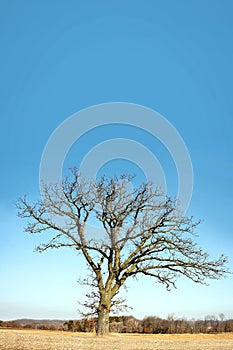 Lone Bare Branched Winter Tree in the Country