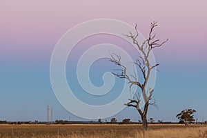 Lone bare dry tree in yellow field at pink dusk.