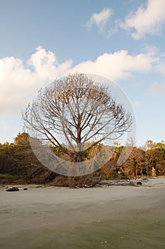 Lone Bare Pine Tree on Edge of Beach