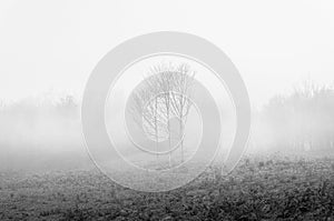 Lone bare tree in black and white