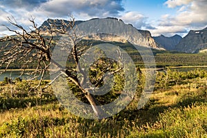 lone bare tree in Glacier, MOntana photo