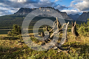 lone bare tree in Glacier, MOntana photo