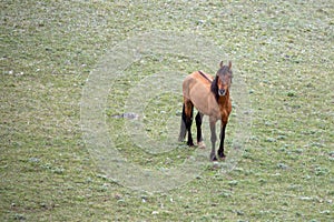 Lone bay stallion wild horse with dorsal stripe in the western USA