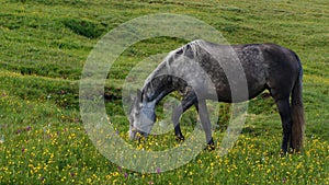 A lone beautiful gray horse eating grass in a high mountain pasture. Close-up. Lush green grass, yellow and purple
