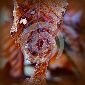 Lone Beech leaf with holes in the structure