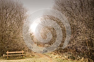 Lone bench in forest