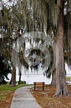 A lone bench under hanging spanish moss and live oaks