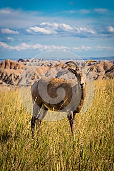Lone Big Horn Sheep in the grass