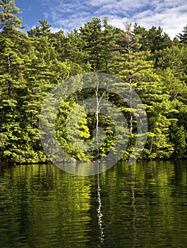 Lone birch tree reflected in lake