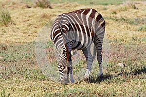 Lone Birchell`s Zebra grazing in the afternoon sun in the Western  Cape