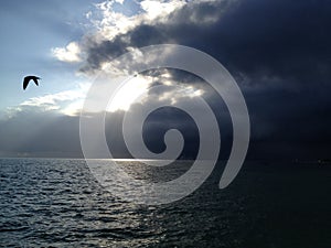 A Lone Bird Captured in Mid-Flight, Hurricane Approaching, Key West, FL