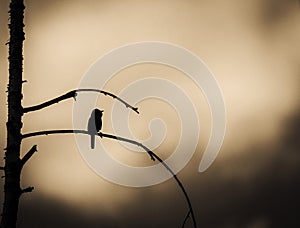 Lone bird on dead tree