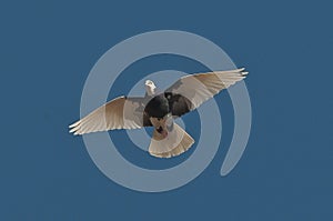 Lone bird flexes its wings against a brilliant blue sky