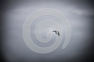 Lone bird flying on wing downbeat in foggy grey stormy skies fighting the wind - Room for copy