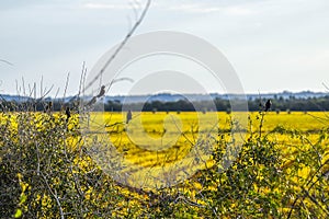 The Lone Bird in paisage photo