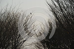 A lone bird is perched on a bare branch.