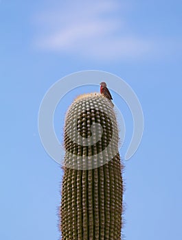 Lone bird perched on top of a Cactus.