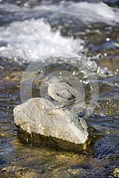 Lone bird on river rock