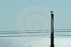 A lone bird sitting on the pole with electrical cables