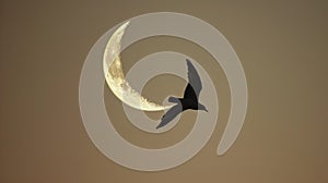 A lone bird soars through the sky its silhouette captured against the moons shimmering crescent. In this peaceful moment