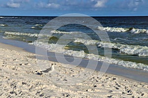 A lone bird stands on the ocean