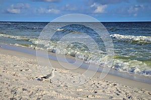 A lone bird stands on the ocean