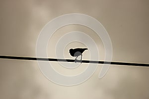 A lone bird on a wire