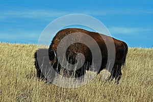 Lone Bison Buffalo Bull in Custer State Park