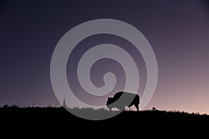 Lone bison in the meadow of Hayden Valley at sunset