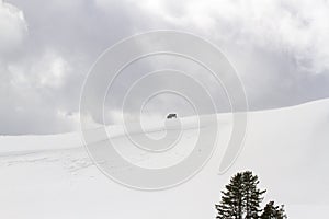 Lone bison on snowy hillside in Yellowstone National Park, Wyoming in winter