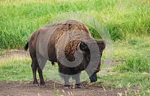 Lone Bison