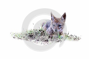 Lone Black Backed Jackal pup lay down on short green grass in artistic conversion