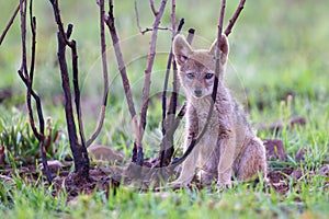 Lone Black Backed Jackal pup sitting in short green grass explore the world