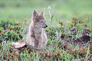 Lone Black Backed Jackal pup sitting in short green grass explore the world