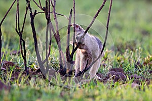 Lone Black Backed Jackal pup standing in short green grass to explore the world