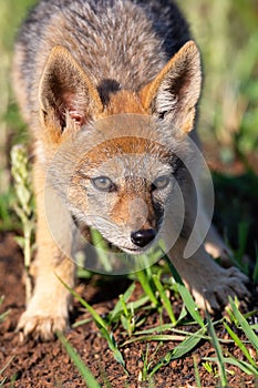 Lone Black Backed Jackal pup standing in short green grass to explore the world