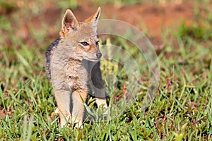 Lone Black Backed Jackal pup standing in short green grass to explore the world