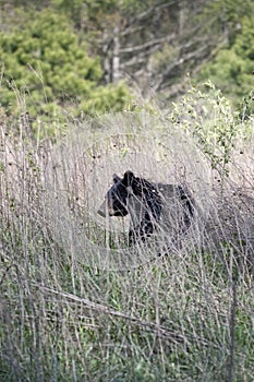 Lone Black Bear sitting amongst the tall grass