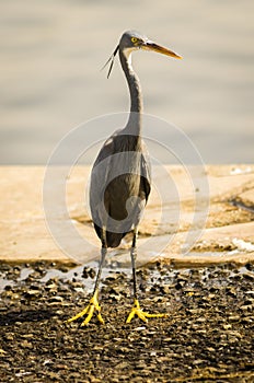 Lone Black headed heron