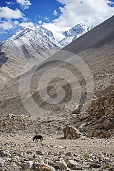 Lone black horse and Snow Mountain Range