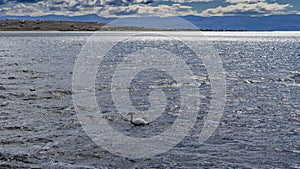 A lone black-necked swan Cygnus melancoryphus is floating on a blue lake. photo