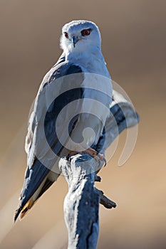 Lone Black Shouldered Kite sitting on dry tree stump hunting for food